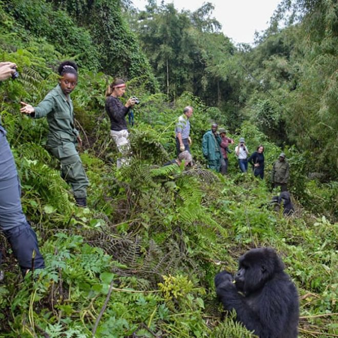 gorilla-trekking-difficulty